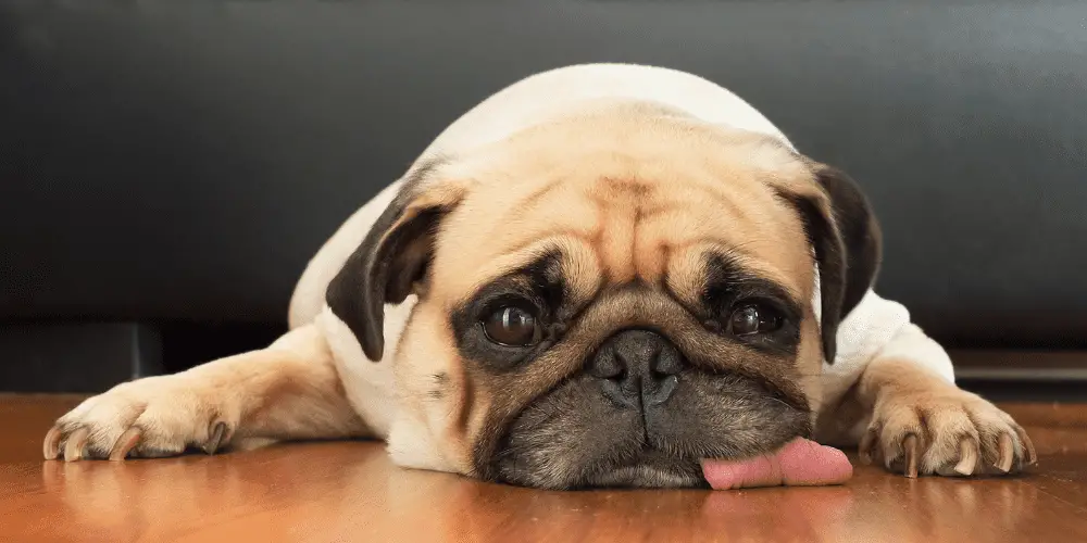 Why are Pugs so Ugly featured image