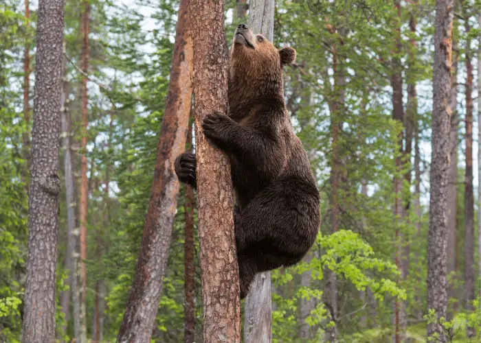 a bear looking up and climbing a tree