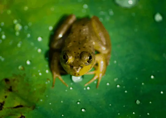 a frog sitting on a leaf after raining