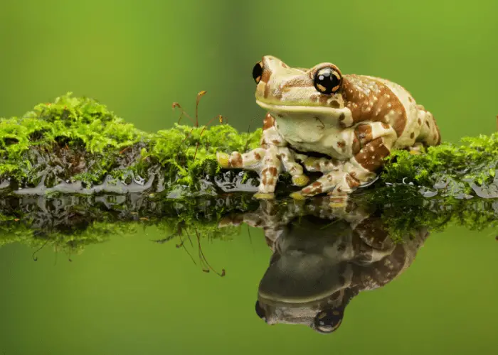 a frog sitting on branch on the water 