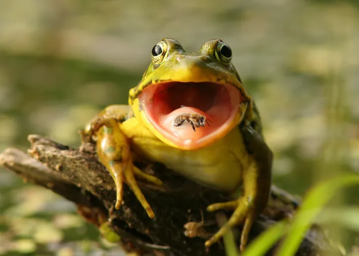 a frog with a bee on its mouth