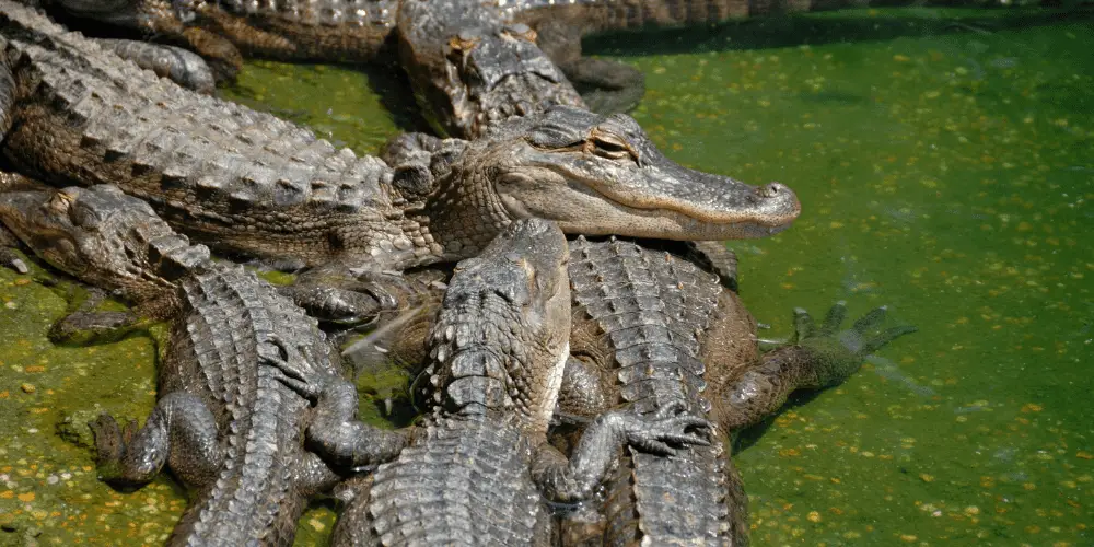 a group of alligators image