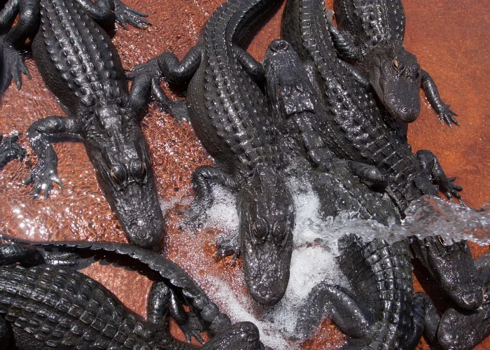 a group of alligators in a shallow water