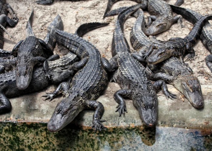 a group of alligators resting by the water