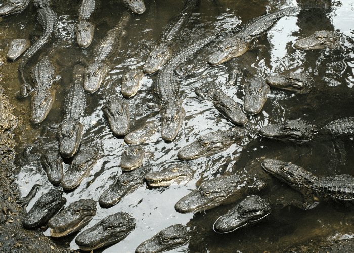 a group of alligators waiting to be fed