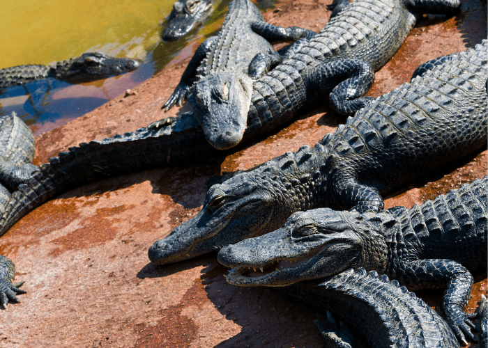 a group of baby alligators basking