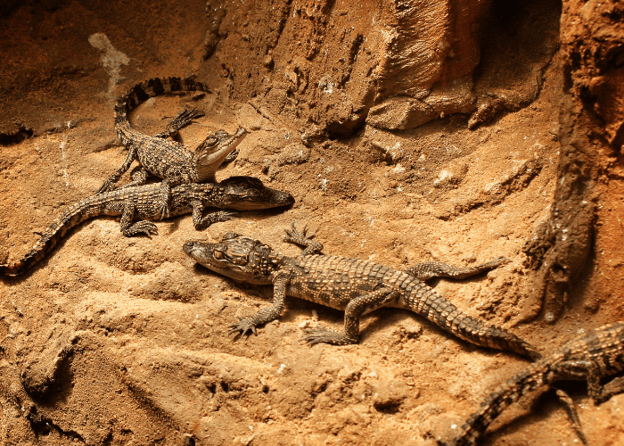 a group of baby alligators in a dusty ground