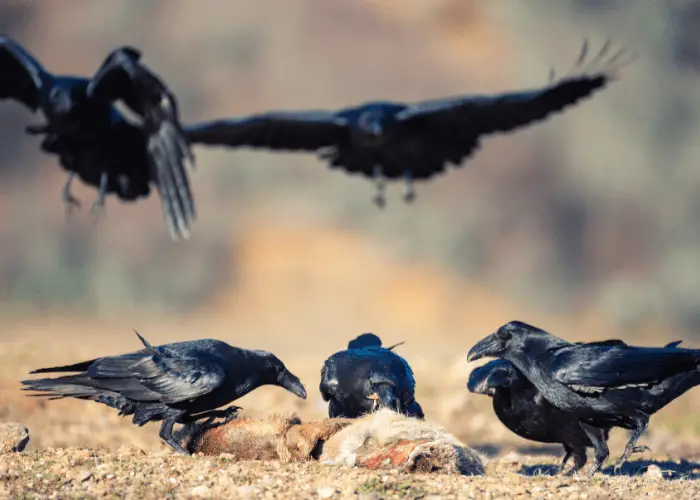 a group of raven eating