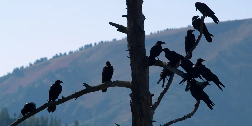 what do you call a group of ravens image