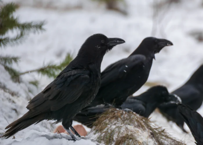 a group of ravens