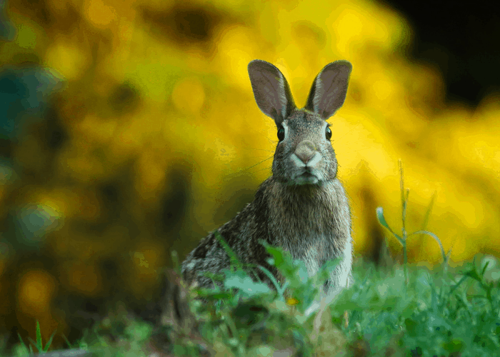 a rabbit in the bush