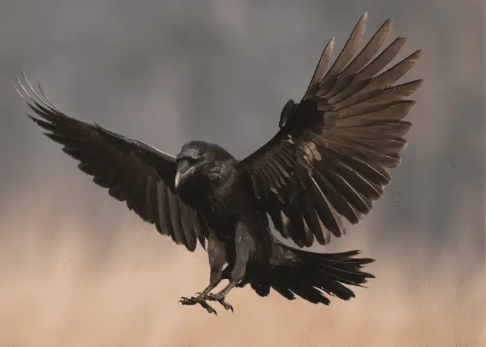 a raven landing