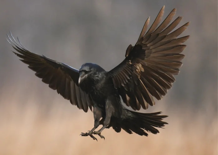 a raven landing