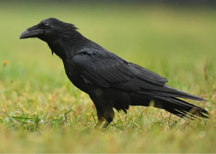 a raven on the grass