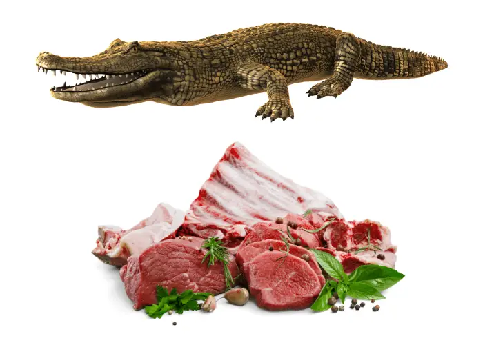 alligator and meat