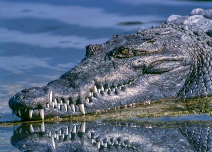 alligator head close up shot