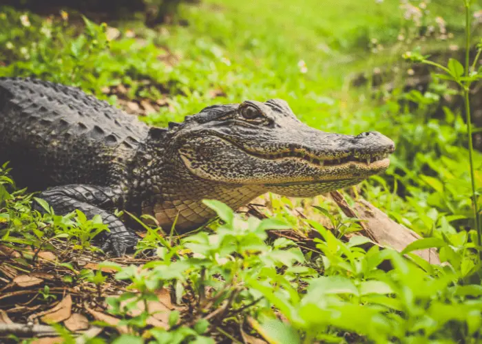 alligator on the grassy ground