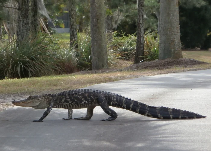 alligator walking