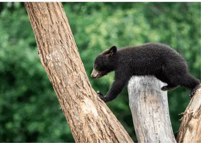 american black bear climbing a tree