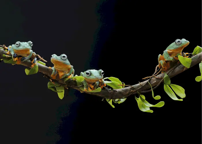 an army of frogs on branch