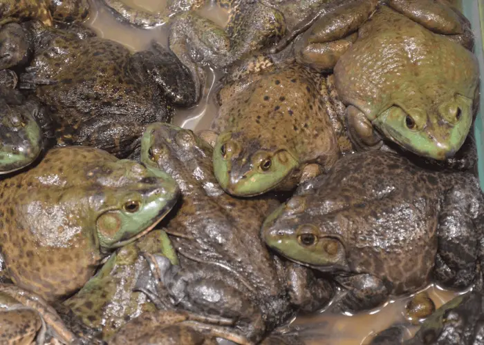 an army of frogs