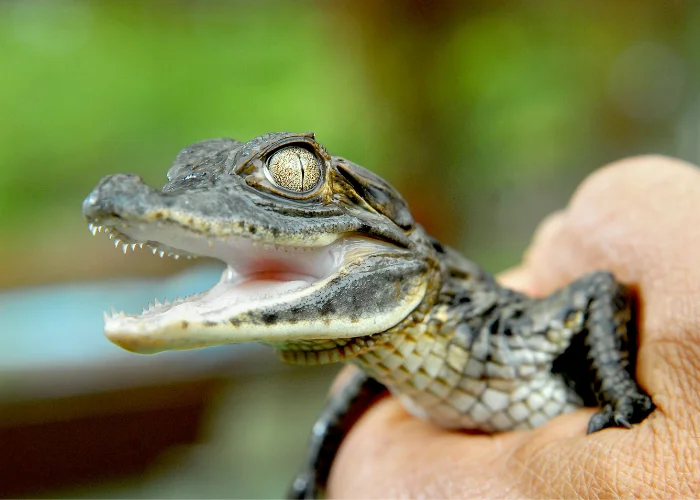 baby crocodile being squeezed