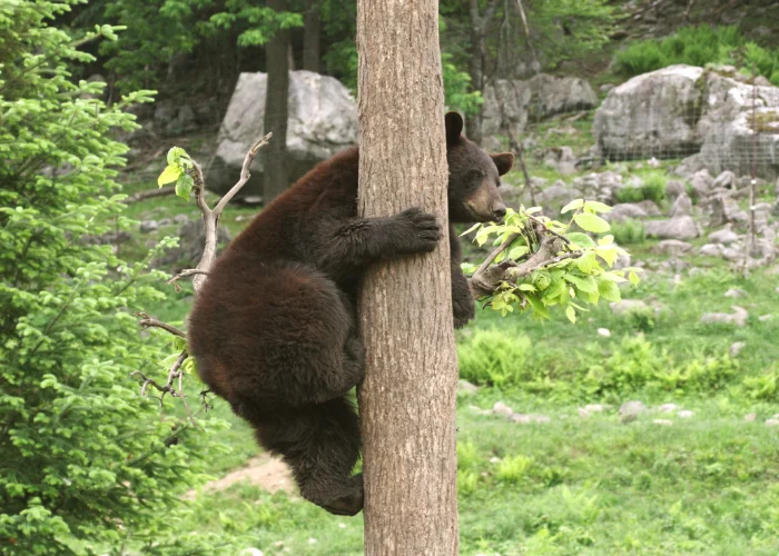 bear climbing a tree