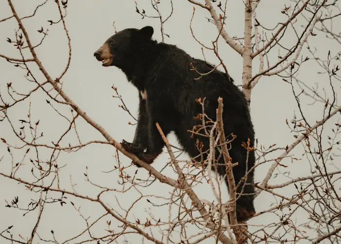 bear climbing in a thin tree