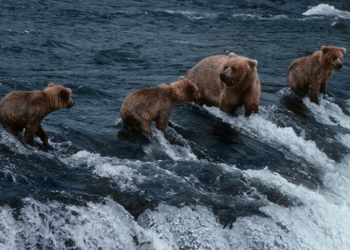 bear family hunting for salmon