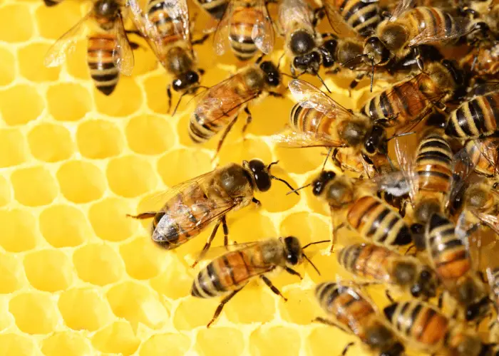 bees making honey