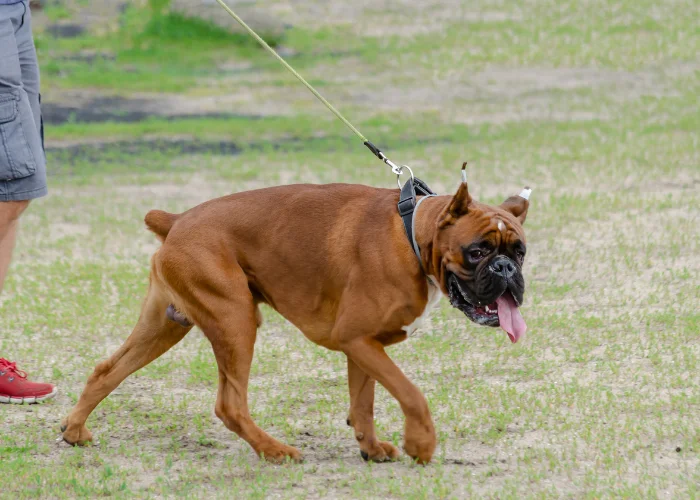 boxer with cropped ears and tail