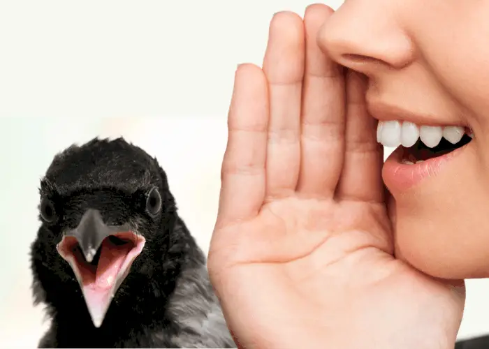 can crows talk like humans