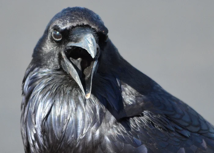 can ravens talk image