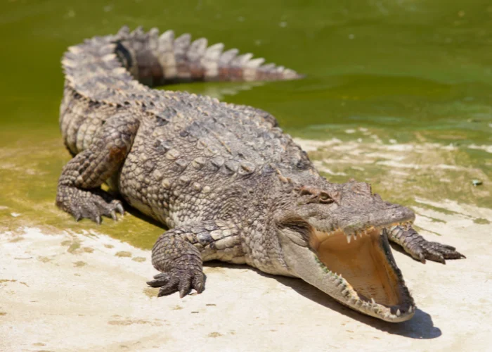 crocodile basking in the sun