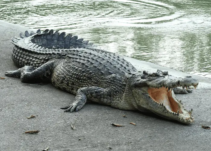  crocodile basking near the water