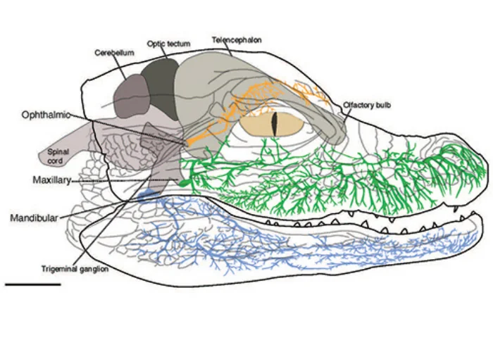 crocodile brain anatomy
