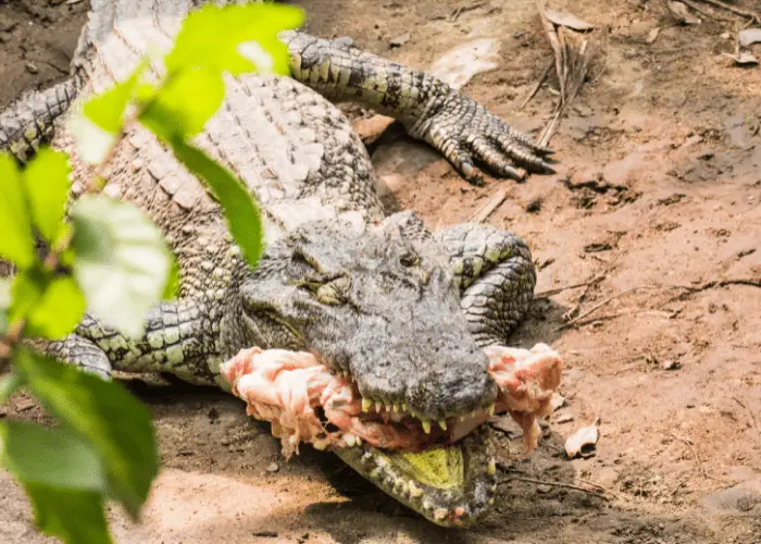  crocodile eating its prey