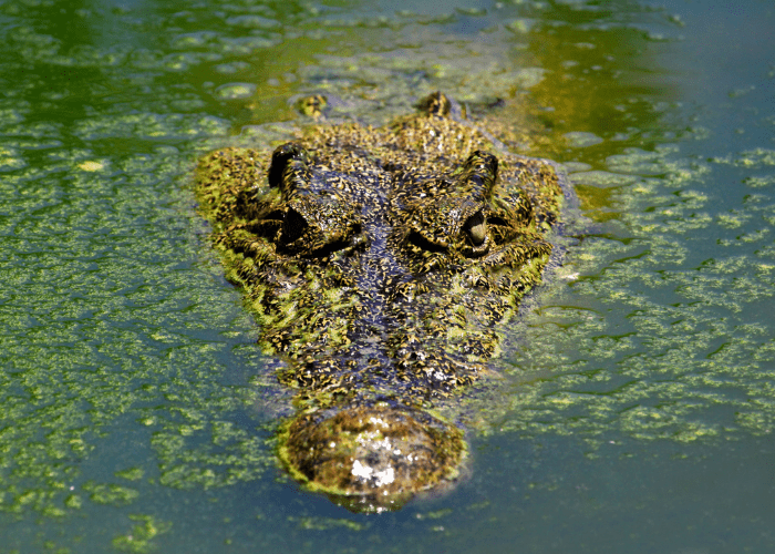  crocodile in the water
