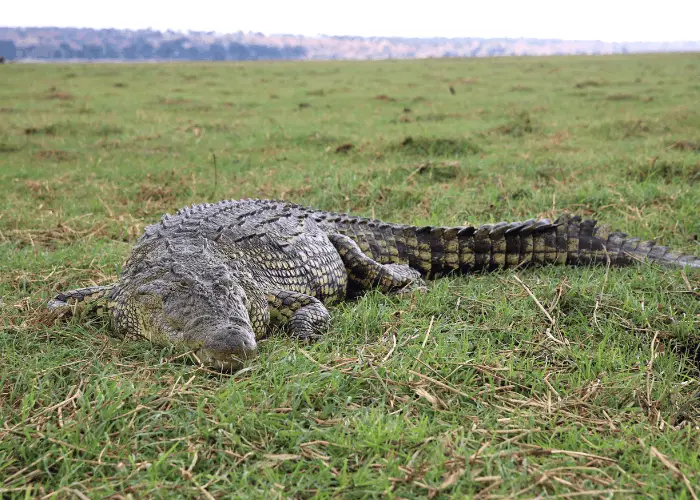 crocodile on grassy land