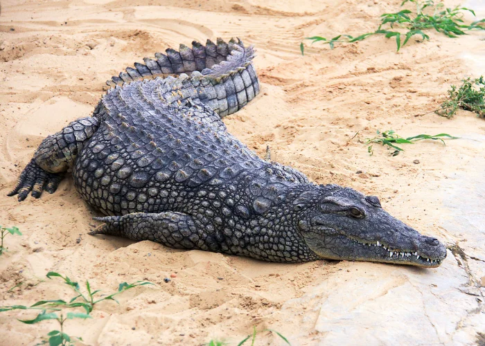 crocodile on the sand