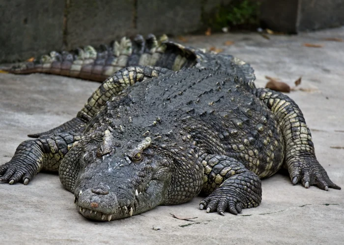 crocodile resting on the ground