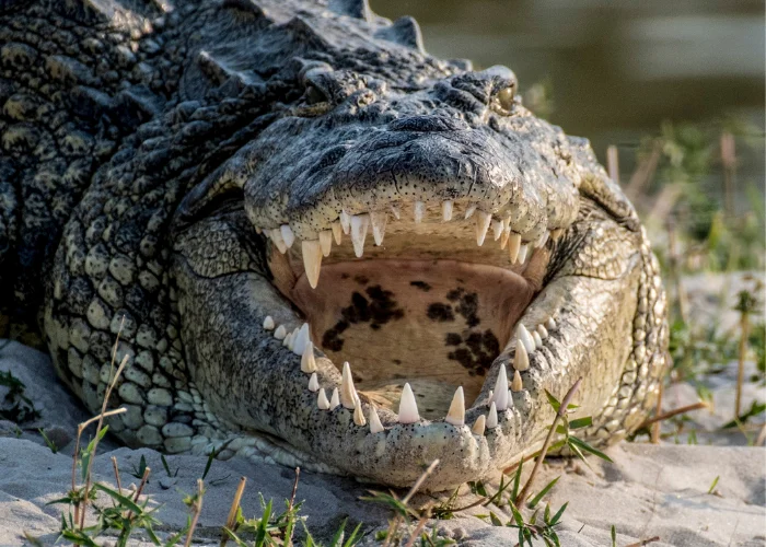 crocodile with mouth open