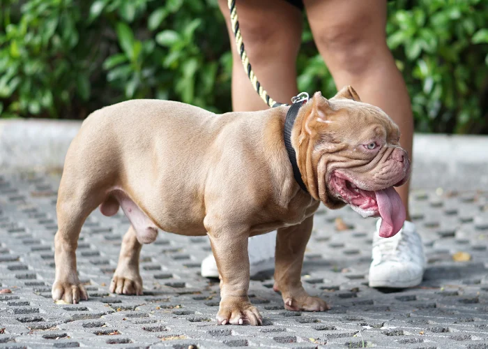 cropped american bully with girl owner