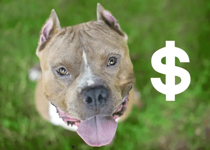 cropped amstaff with a dollar sign