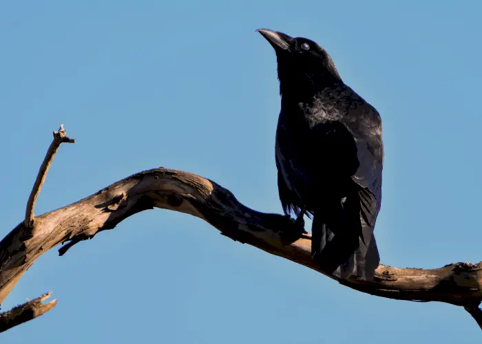 crow on a tree branch