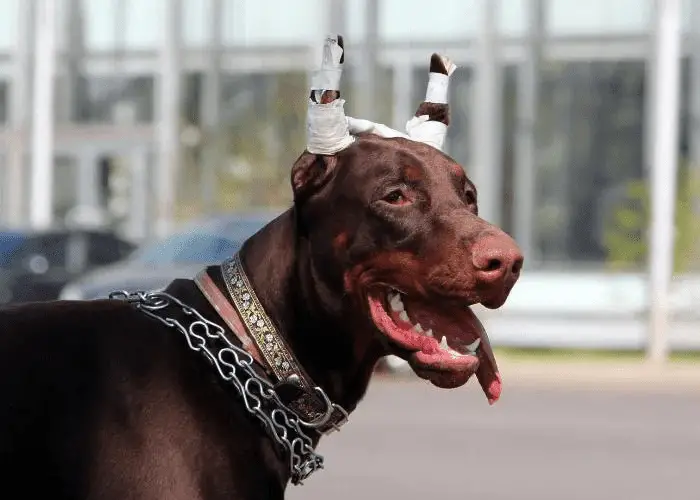 doberman with newly cropped ears