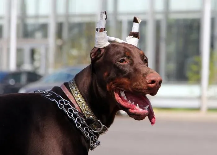 doberman with newly cropped ears