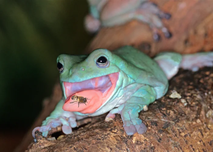 frog eating a bee