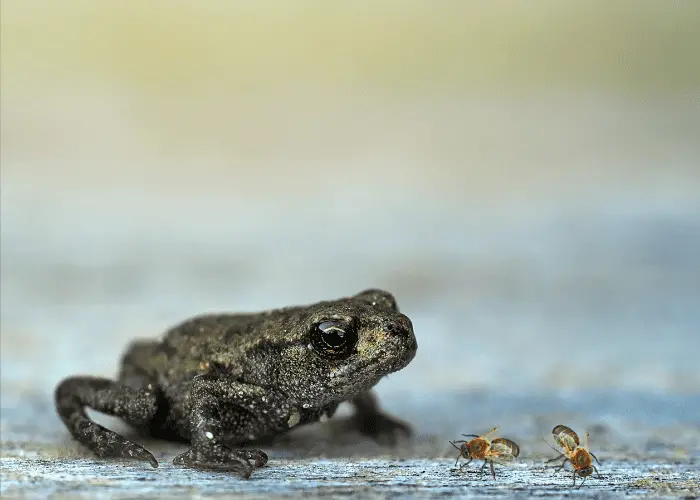 frog looking at 2 bees