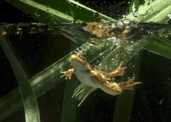 frog swimming under water